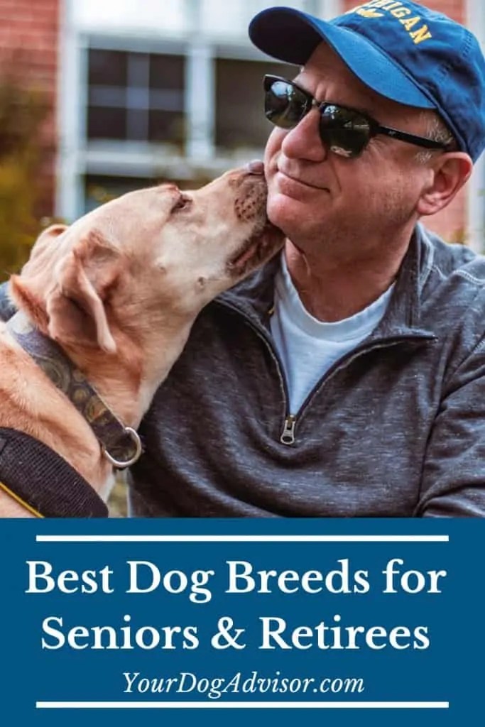 The Best Dogs for Seniors and Retirees Your Dog Advisor