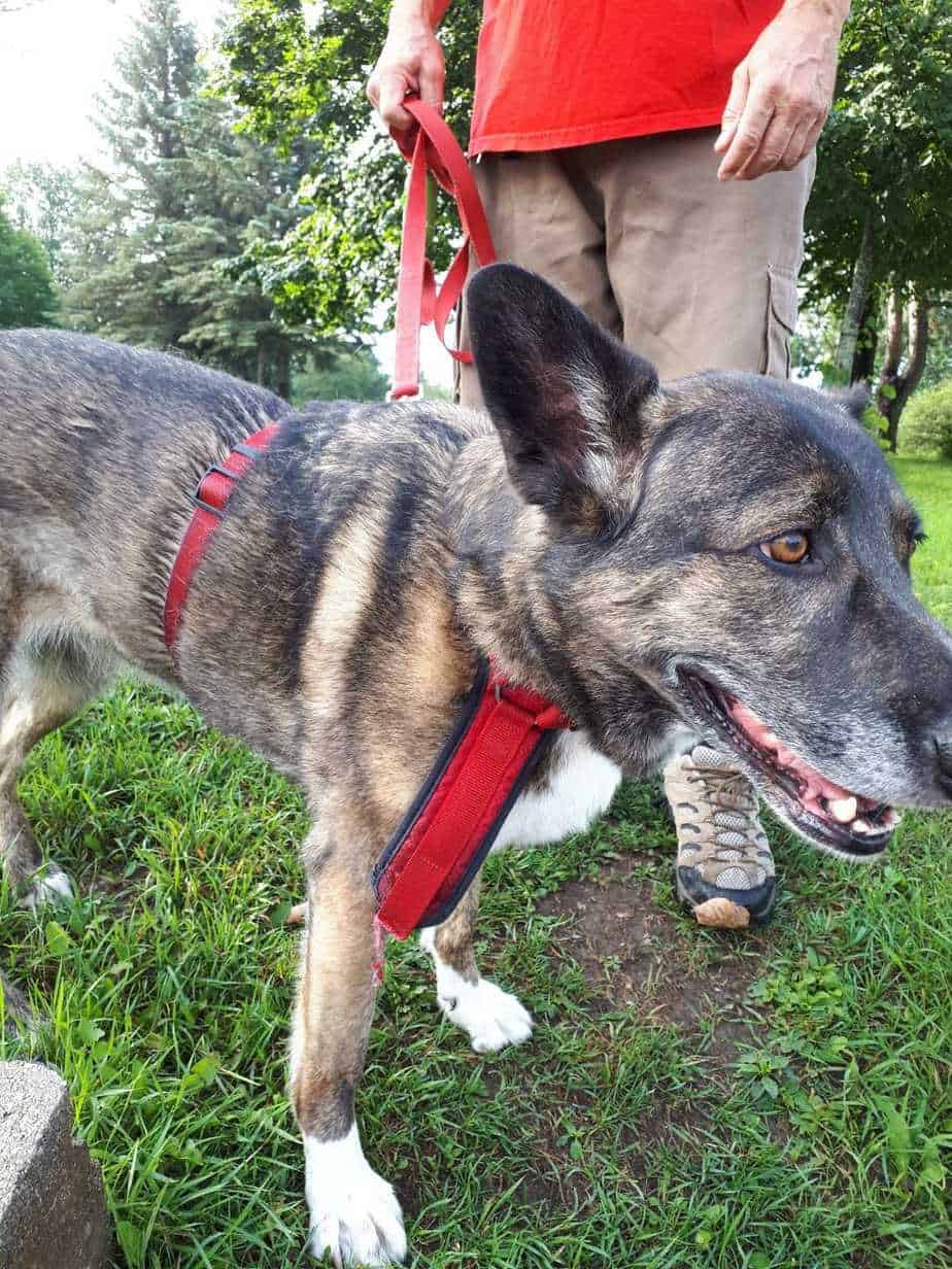 The Best Dogs for Seniors and Retirees Your Dog Advisor
