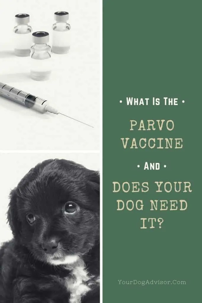 What Is The Parvo Vaccine And Does Your Dog Need It? Your Dog Advisor