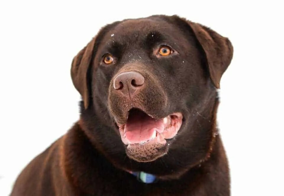 250 Delicious Chocolate Lab Names Your Dog Advisor