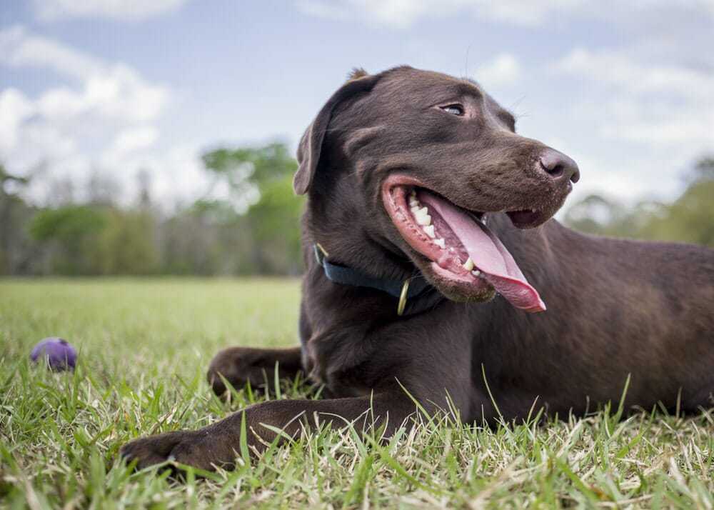 250 Delicious Chocolate Lab Names Your Dog Advisor