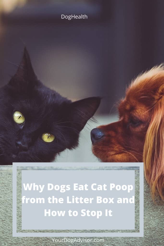 What Happens When A Dog Eats Cat Poop