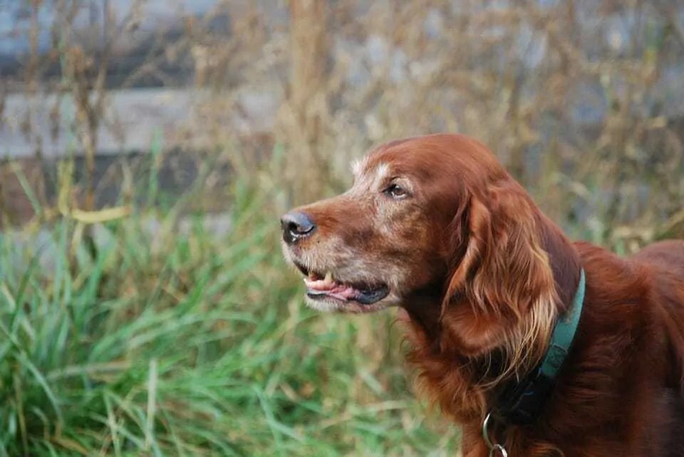 The Irish Setter - Ultimate Breed Information Guide - Your Dog Advisor