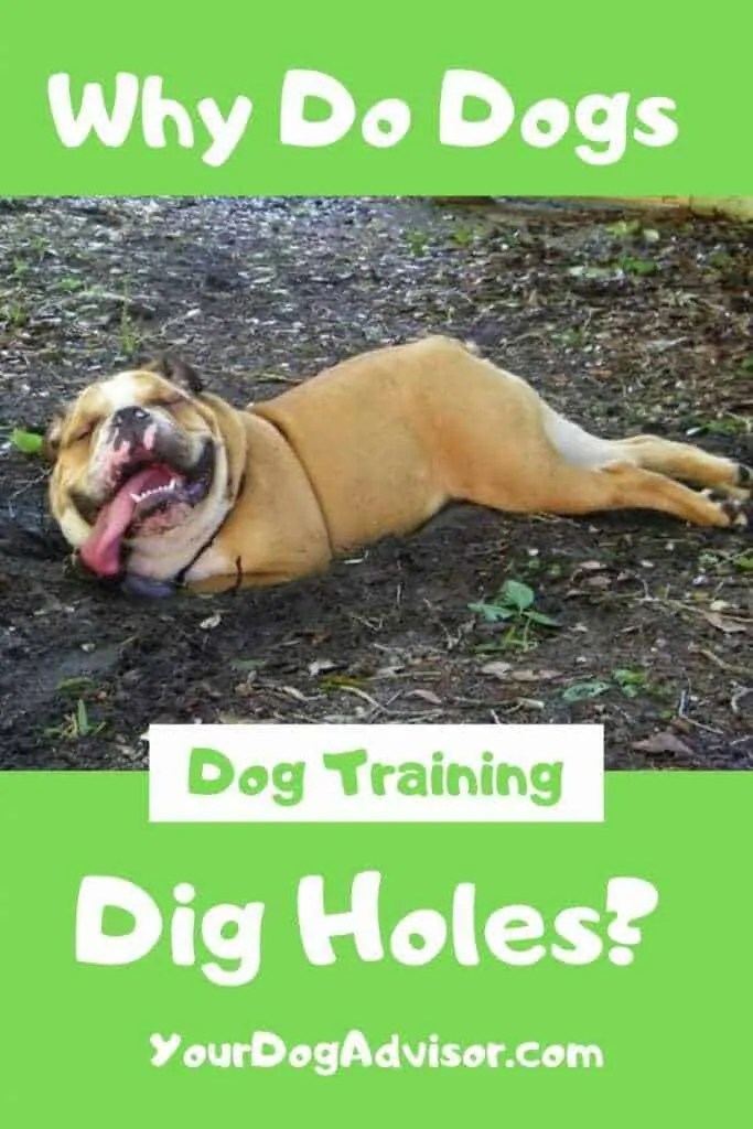 Why Do Dogs Dig Holes? Your Dog Advisor