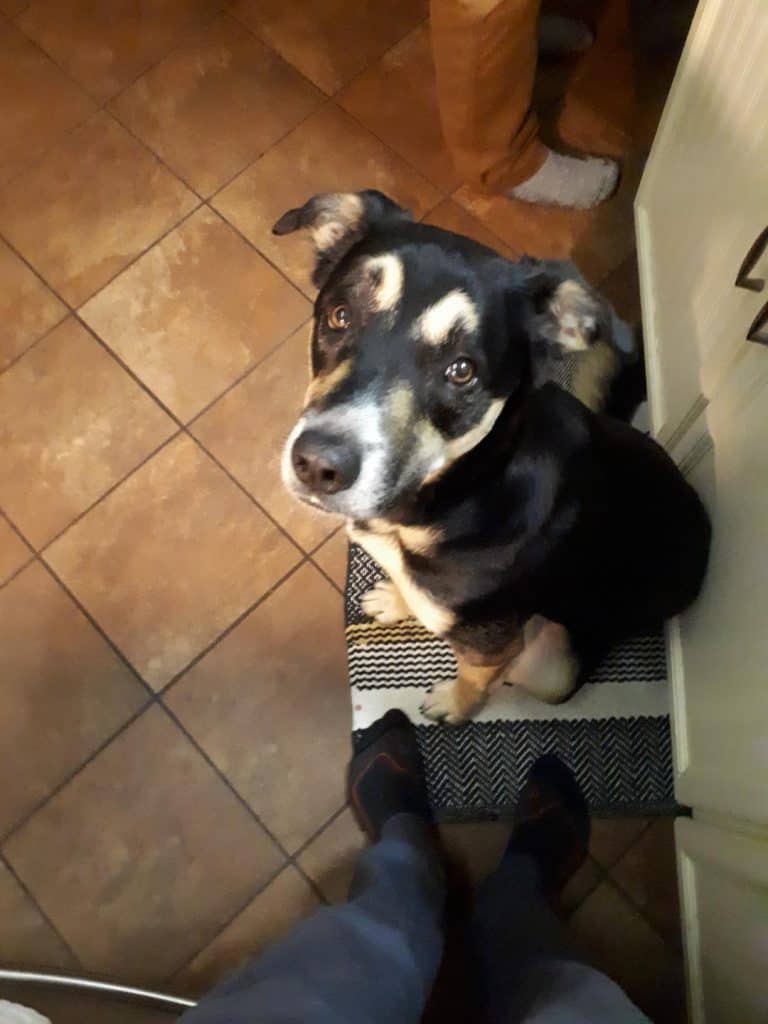 Best Family Dog 10 Best Kid Friendly Dog Breeds Your Dog Advisor