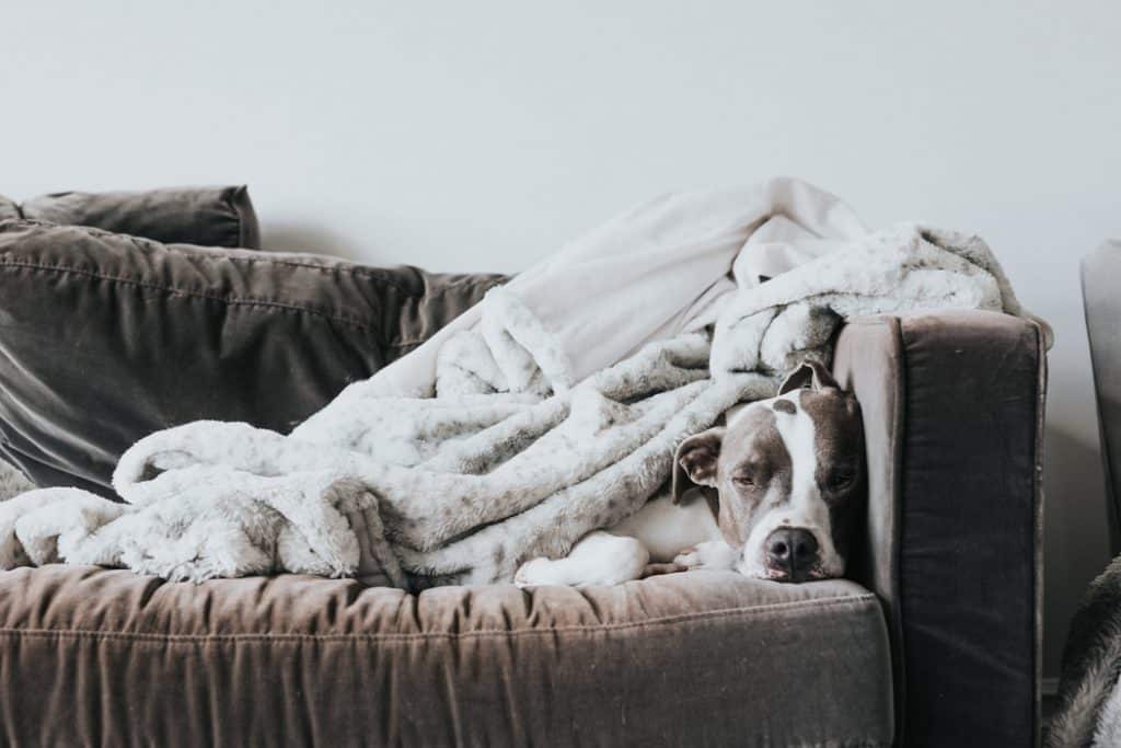 15 Dog Couch Cover Products We Can’t Get Enough Of Your Dog Advisor