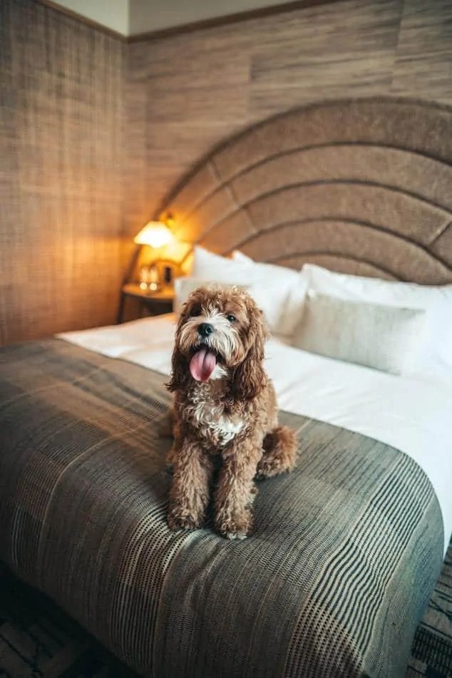 15 Of The Best Dog Steps For Bed Your Dog Advisor