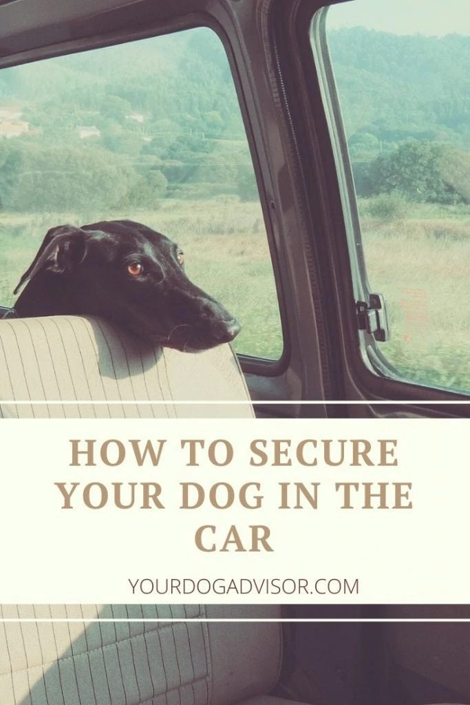 How to Secure Your Dog in the Car Your Dog Advisor