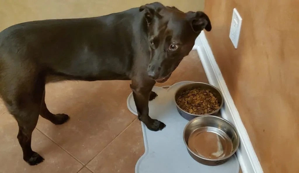 Why Isn't my Dog Eating? Your Dog Advisor