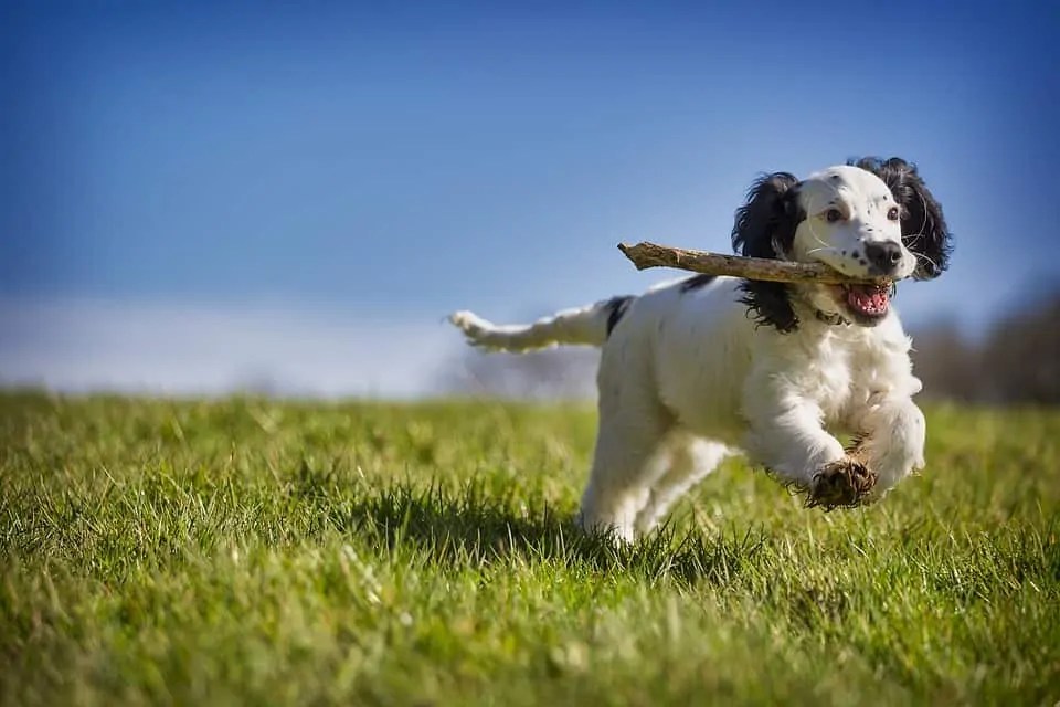How Much Exercise Should a Dog Get Your Dog Advisor