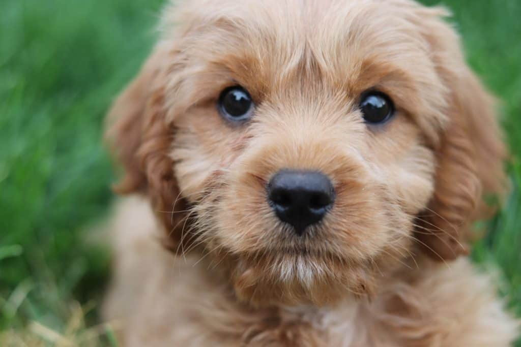 10 Best Dogs For First Time Owners Your Dog Advisor