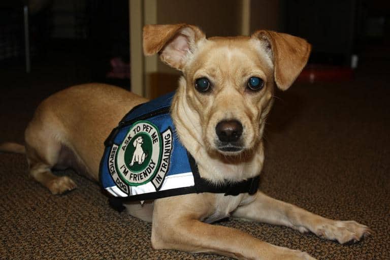 8 Types Of Service Dogs And How They Work Your Dog Advisor