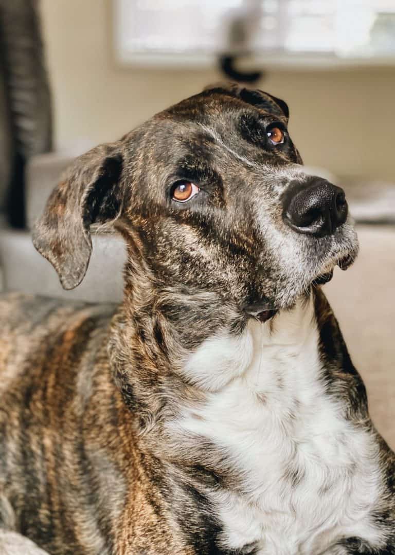 The Mountain Cur Your Ultimate Breed Information Guide Your Dog Advisor