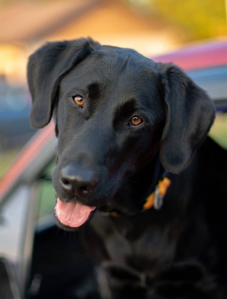 10 Lab Terrier Mix Dogs We Can’t Get Enough Of Your Dog Advisor