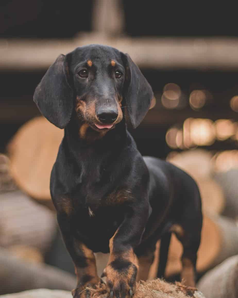 Dachsador Dog Breed 15 Dachshund Lab Mix Things to Know Your Dog Advisor