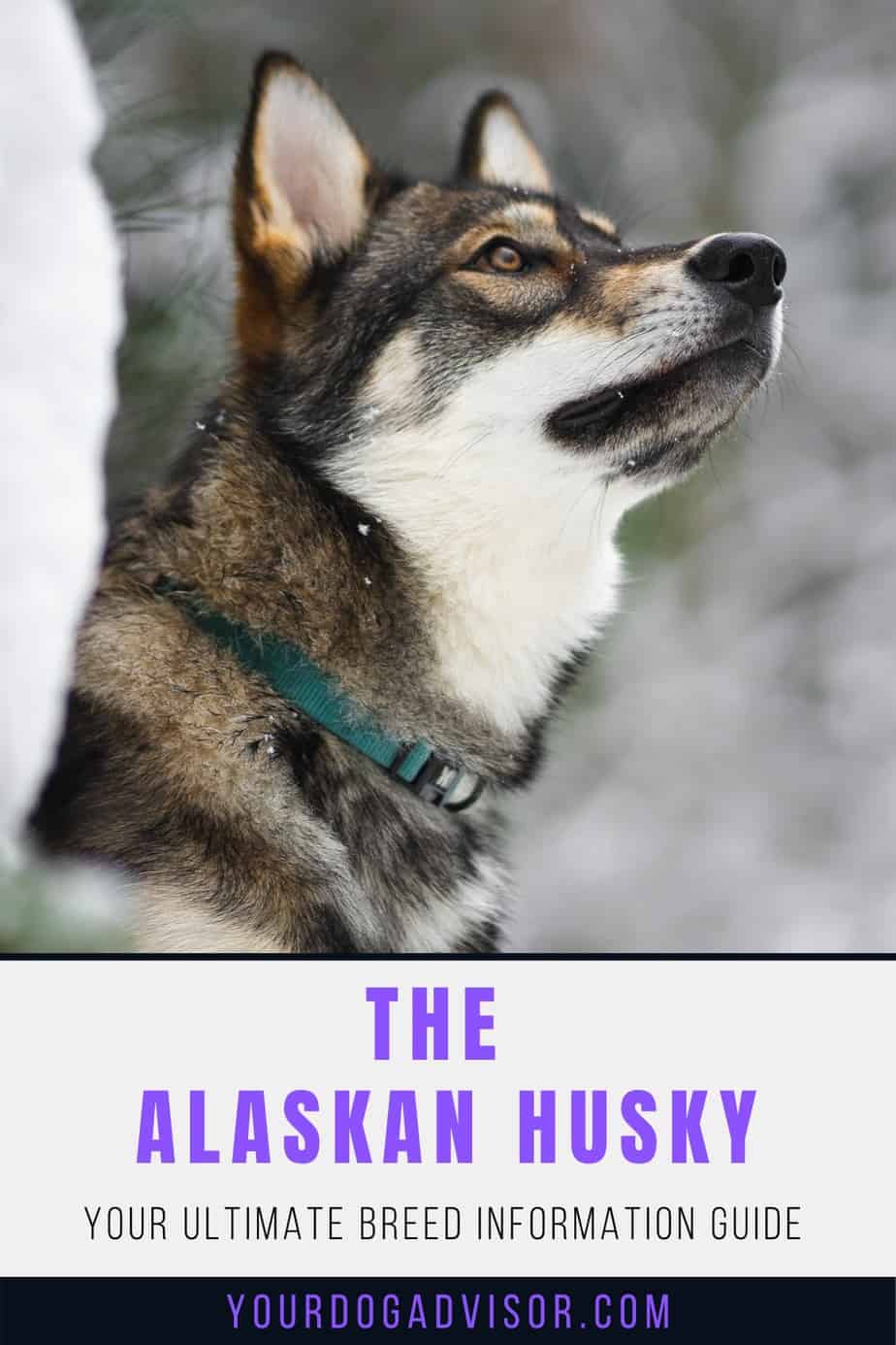 The Alaskan Husky Your Ultimate Breed Information Guide Your Dog