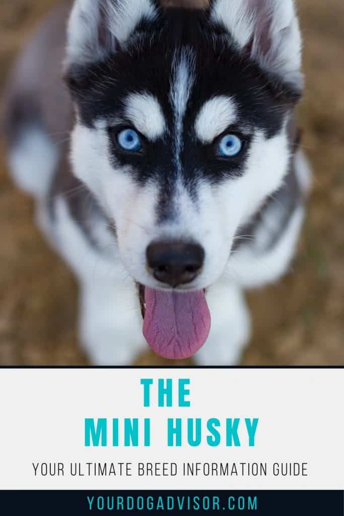 Miniature Husky Is This The Right Dog For Your Family