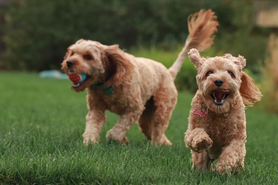 15 Things You Should Know Before Getting A Mini Goldendoodle Your Dog