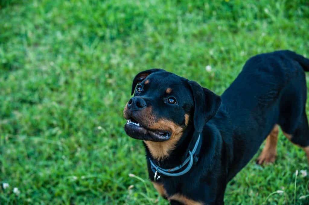 Rattador (Rottweiler Lab Mix) Dog Breed Information 15 Things to Know