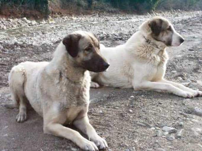 The Kangal Shepherd Your Ultimate Breed Information Guide Your Dog