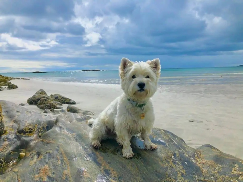 10 Best Low Maintenance Dog Breeds Your Dog Advisor