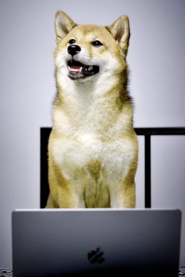 Shiba Inu Price How Much Does It Cost to Raise a Shiba Inu Dog