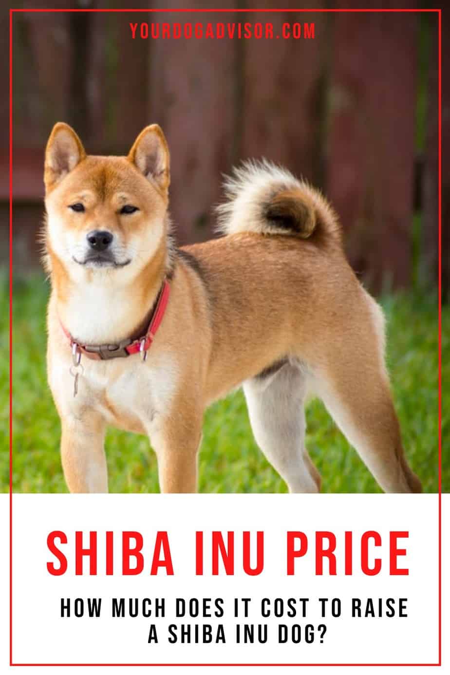 Shiba Inu Price How Much Does It Cost to Raise a Shiba Inu Dog