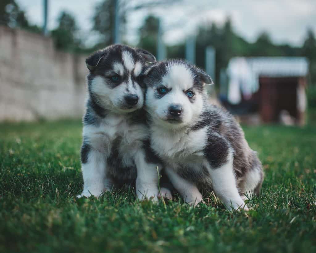 Husky Price How Much Does It Cost To Buy And Raise A Husky? Your