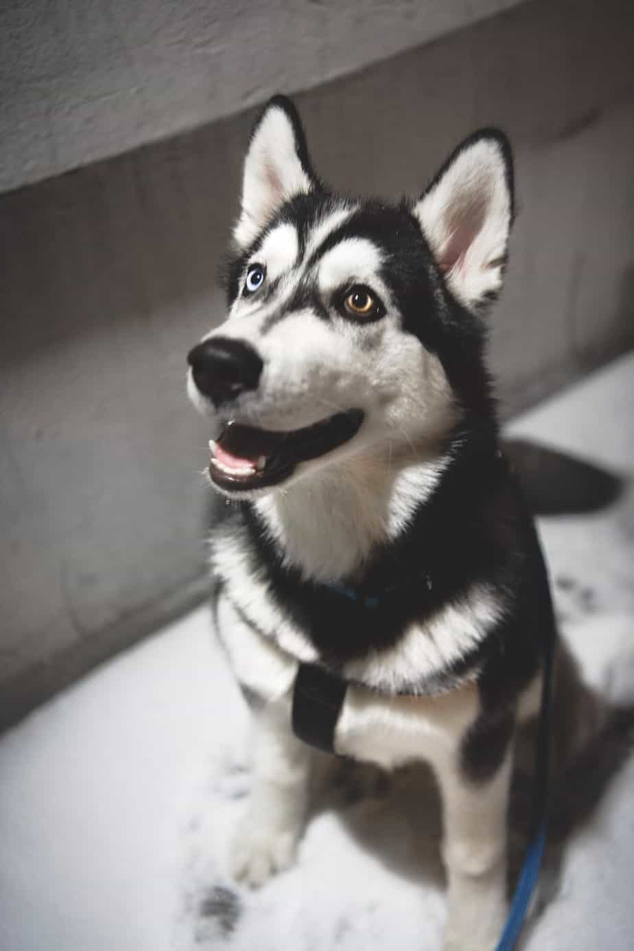 Husky Price How Much Does It Cost To Buy And Raise A Husky? Your