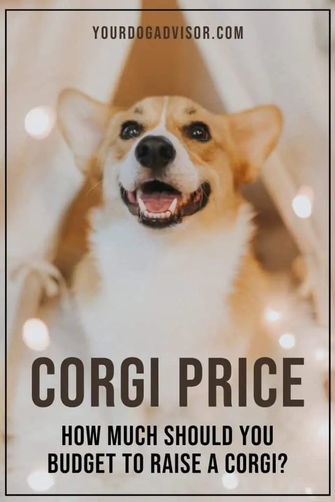 Price How Much Should You Budget To Raise A Dog? Your