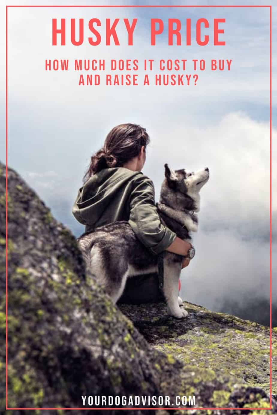 Husky Price How Much Does It Cost To Buy And Raise A Husky? Your