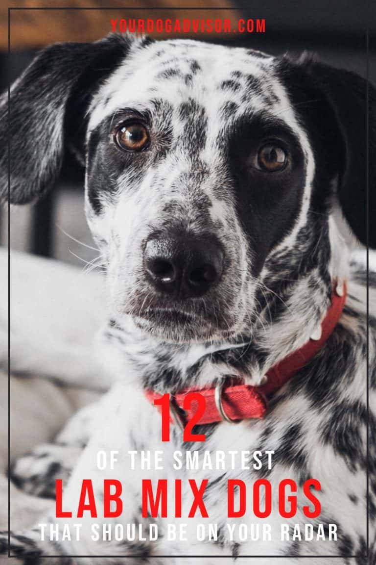 12 Smartest Lab Mix Dogs That Should Be On Your Radar Your Dog Advisor