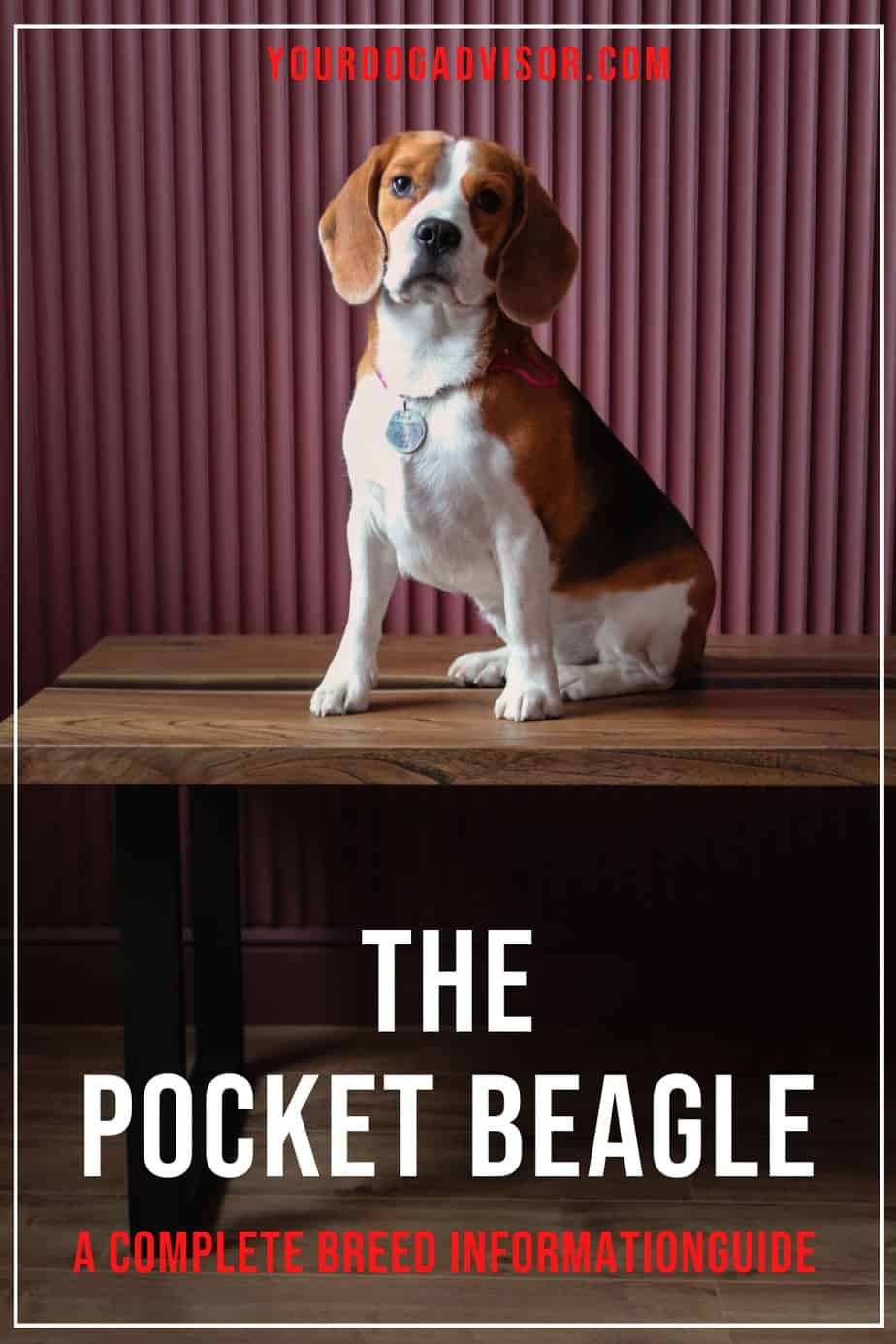 The Pocket Beagle A Complete Breed Information Guide Your Dog Advisor