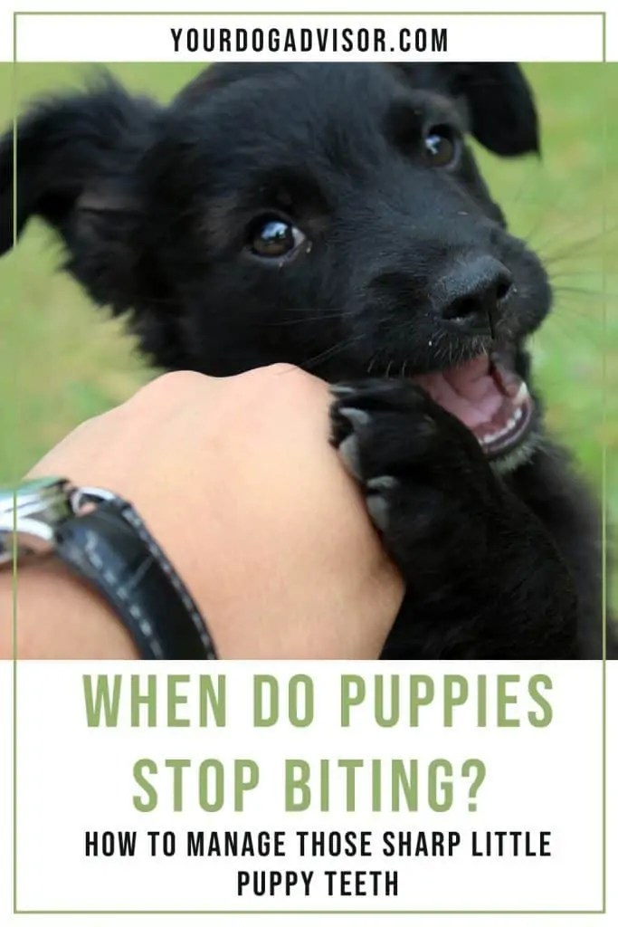 When Do Puppies Stop Biting? How To Manage Those Sharp Little Puppy