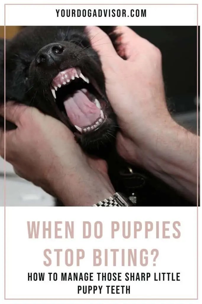 When Do Puppies Stop Biting? How To Manage Those Sharp Little Puppy