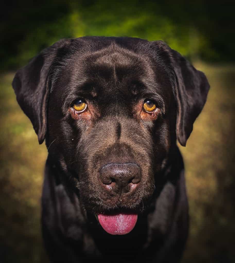 How Long Do Black Labs Usually Live Secondly, what is the average age