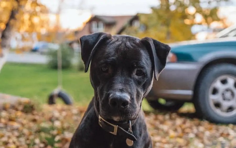The Boxer Lab Mix Your Ultimate Breed Information Guide Your Dog