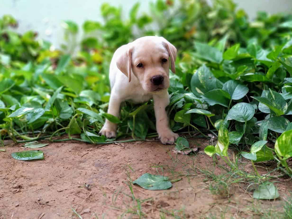 How Long Do Labs Live? The Ins and Outs of Labrador Health and Lifespan Your Dog Advisor