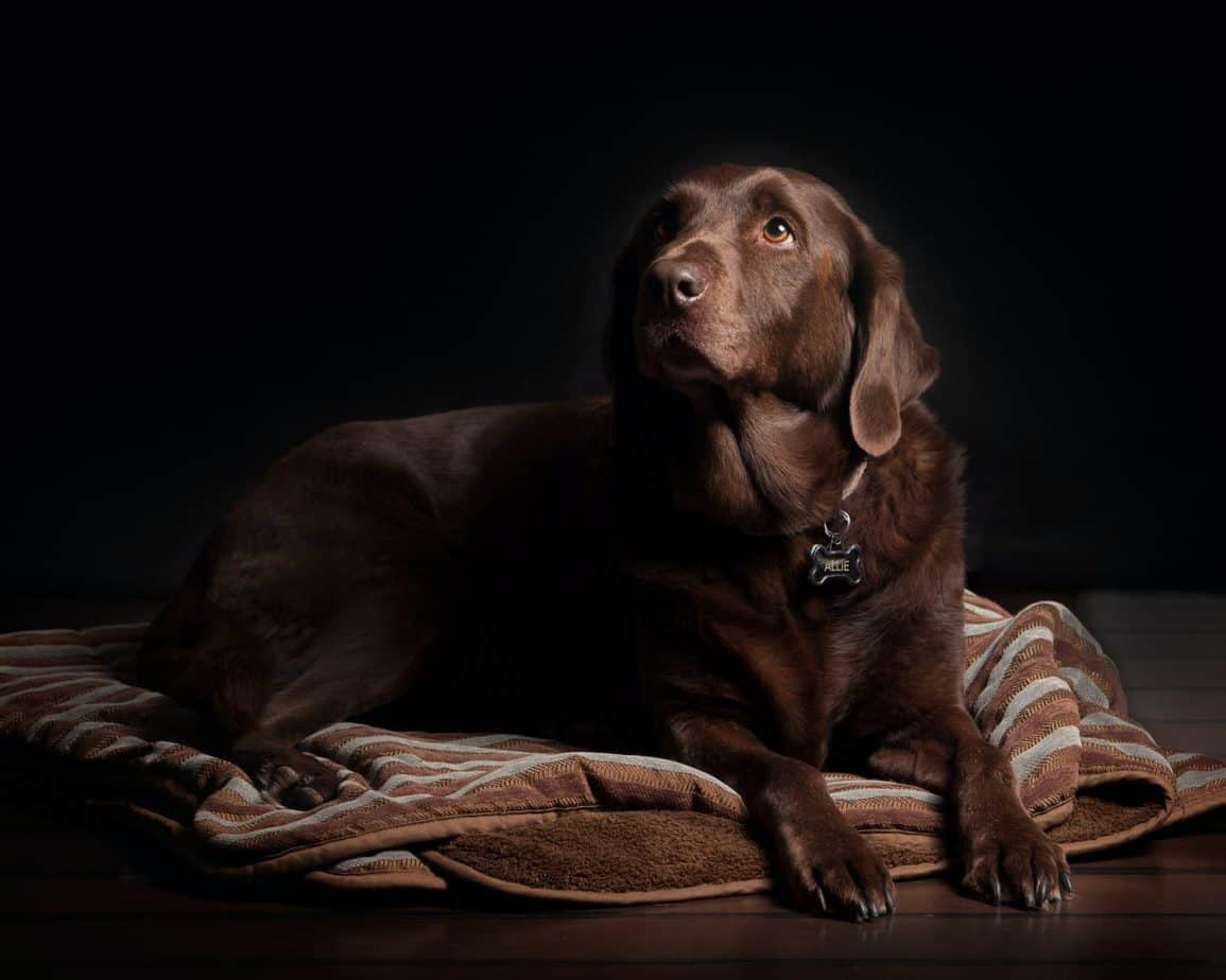 How Long Do Labs Live? The Ins and Outs of Labrador Health and Lifespan Your Dog Advisor