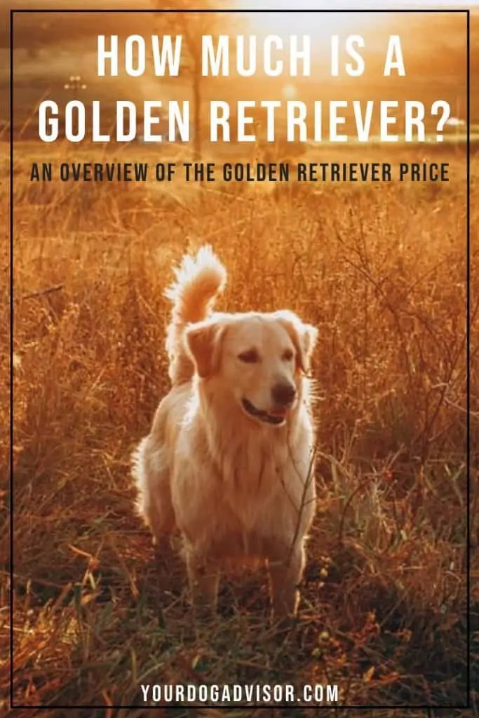How Much Is A Golden Retriever? An Overview Of The Golden Retriever Price Your Dog Advisor