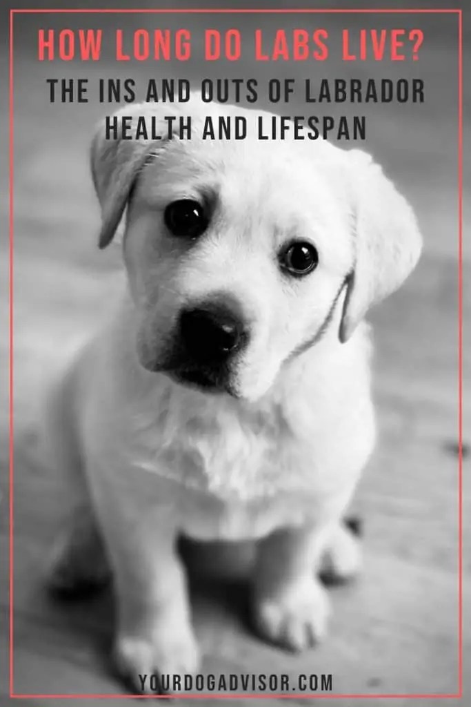 How Long Do Labs Live? The Ins and Outs of Labrador Health and Lifespan Your Dog Advisor
