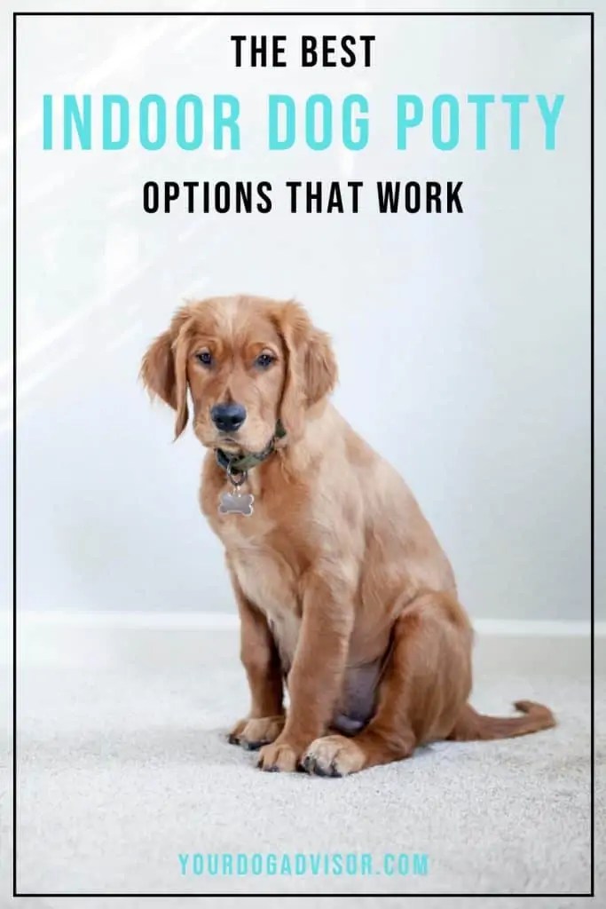 The Best Indoor Dog Potty Options That Work Your Dog Advisor