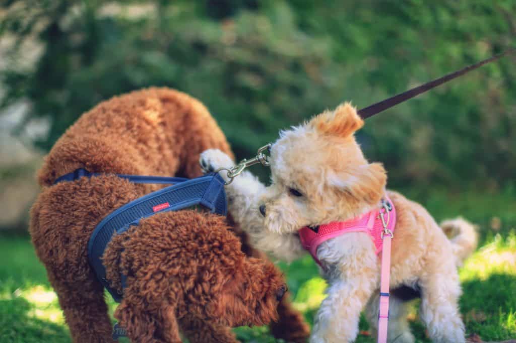 15 Things You Should Know About The Miniature Poodle Your Dog Advisor