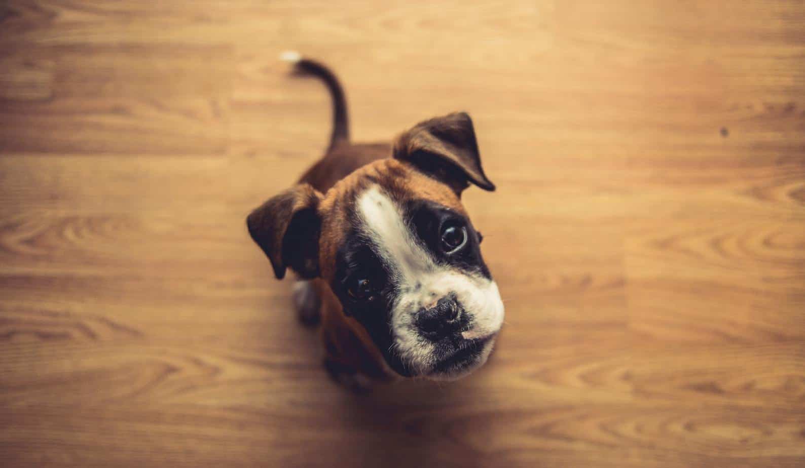 The Miniature Boxer The Pros and Cons of this Cute But Controversial