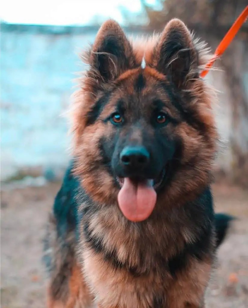 12 Things You Should Know About The Long Haired German Shepherd Your