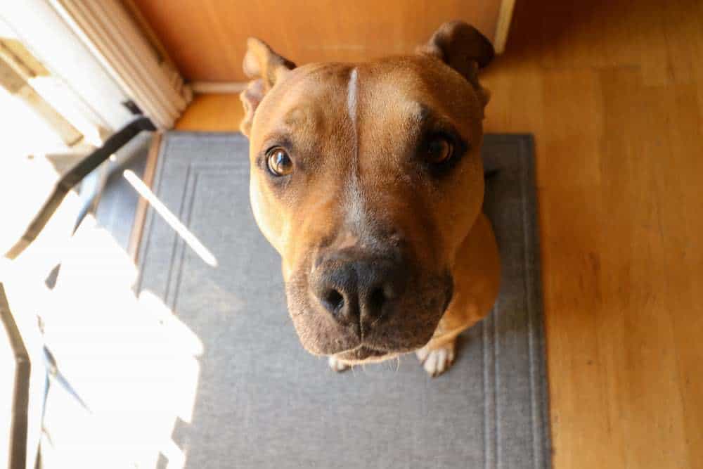 The German Shepherd Pitbull Mix Your Ultimate Information Guide