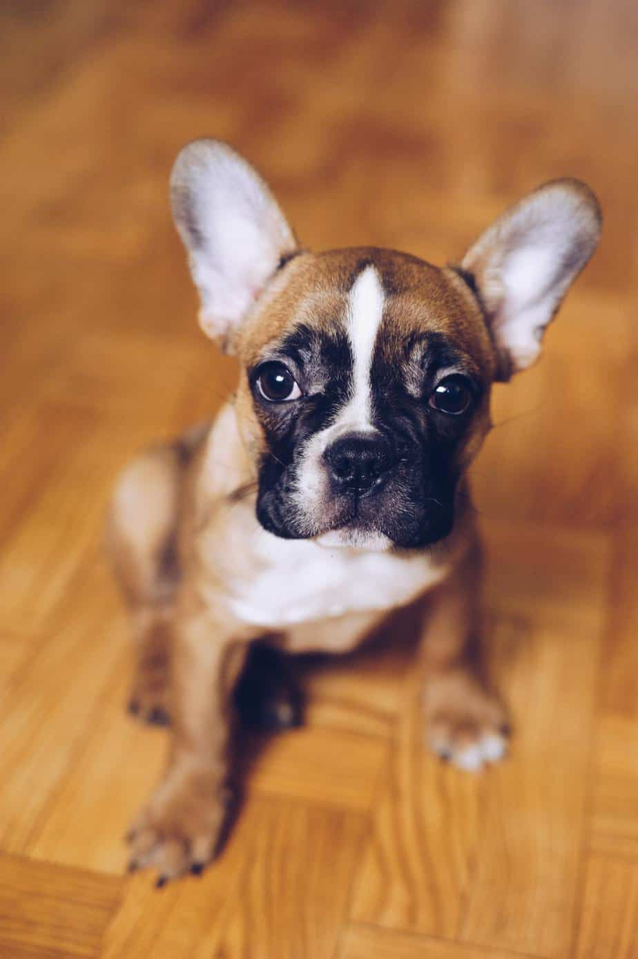 12 Things To Know Before You Get A Mini French Bulldog Your Dog Advisor