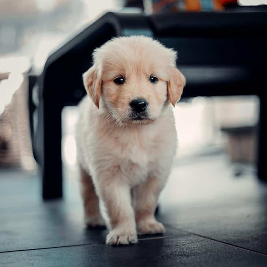 The Mini Golden Retriever Pros, Cons, And What You Should Know Before