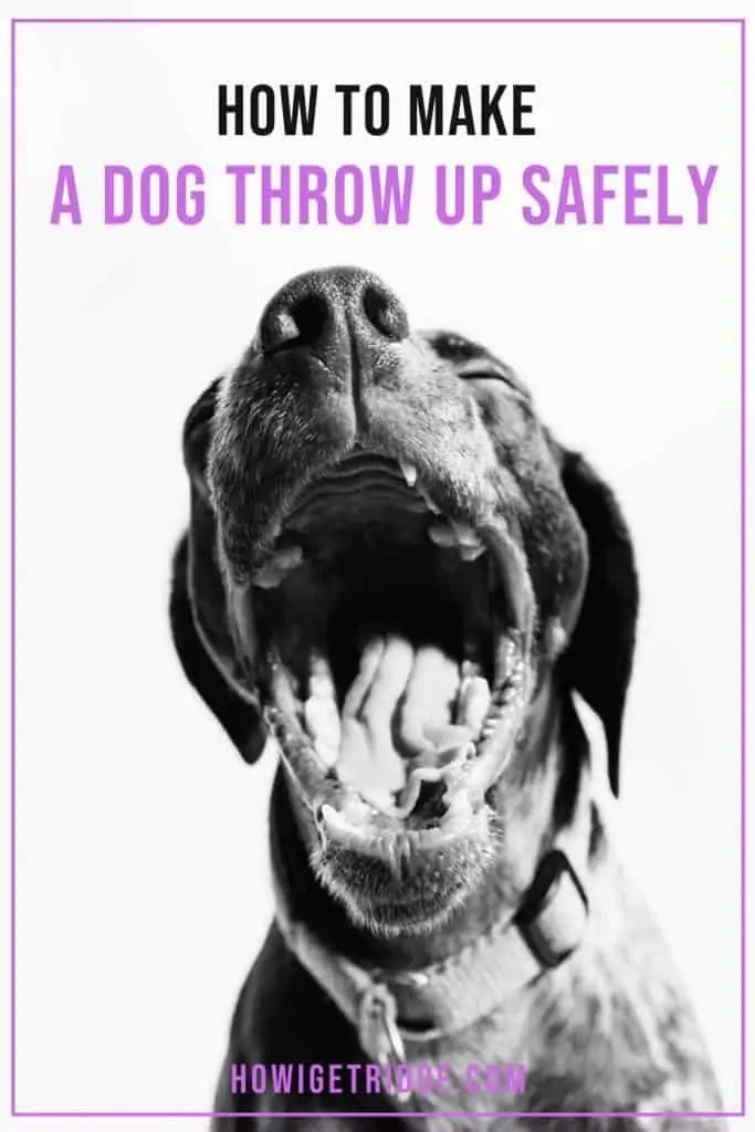 How To Make A Dog Throw Up Safely Your Dog Advisor