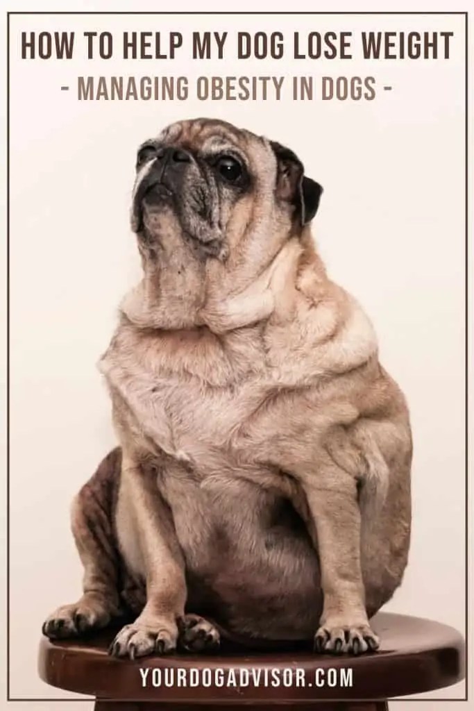 How To Help My Dog Lose Weight Managing Obesity In Dogs Your Dog
